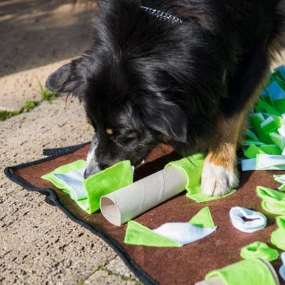 Procyon Intelligenzschnüffelmatte im Einsatz bei der Futtersuche.